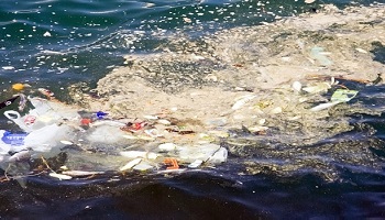 Préservons nos Océans !