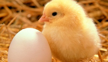 Pour que cessent les actes de cruauté dans les couvoirs de poussins !