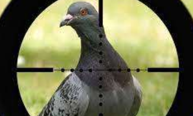 STOP A L'ÉRADICATION DES PIGEONS