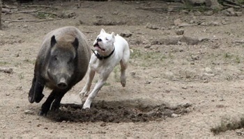 Non aux sangliers chassés en enclos par des chiens !
