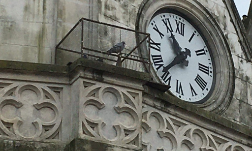 STOP au massacre des pigeons de Pocé-sur-Cisse (37)