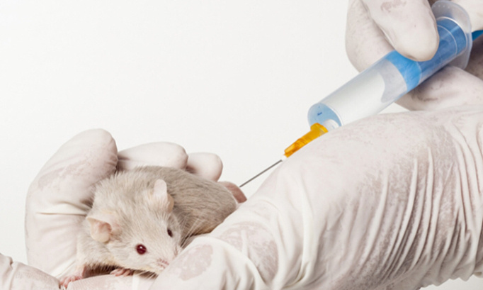 Pour l’abolition définitive de l’expérimentation animale en France