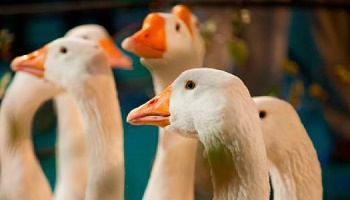 Stop au gavage des oies,  réagissons!