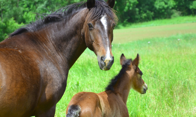 Soutenez le centre équestre de Peyre dans sa démarche pour l'amélioration du bien-être animal