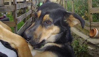 Rendez-nous Wolfen et Ficelle!