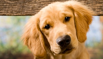 Pour que la maltraitance sur les animaux soit lourdement condamnée en Europe !