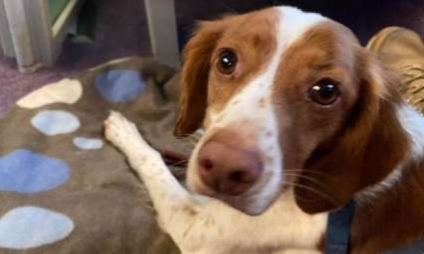 S.O.S POUR JOY CONFIEE POUR ADOPTION ET DISPARUE - OU EST JOY ??? IL FAUT LA RETROUVER