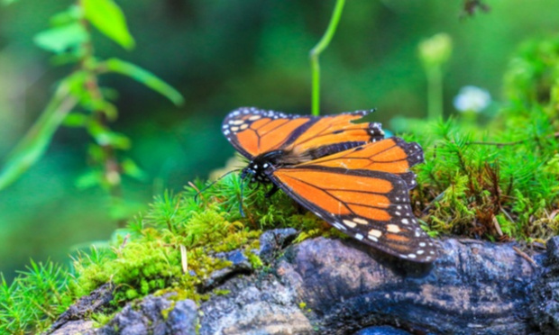 Dans 100 ans, tous les insectes pourraient avoir disparu