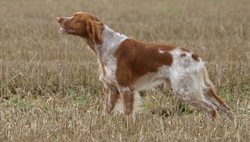 Pour que les maîtres d'une chienne de chasse maltraitée soient punis !
