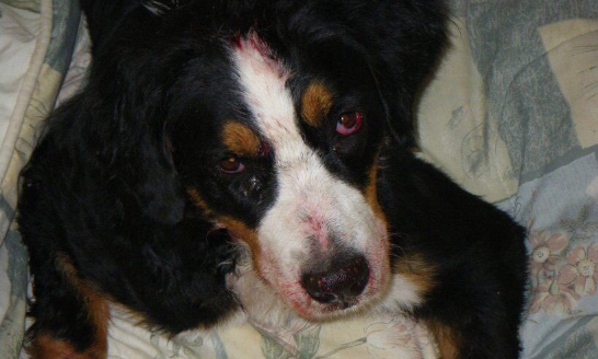 Pour des sanctions plus fortes lors de maltraitances animales