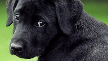 Non aux abandons de nos animaux !