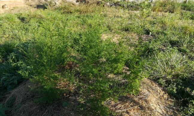 Covid 19: Informez vous vraiment!