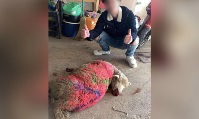 JUSTICE POUR LE MOUTON MALTRAITÉ ET TUÉ LORS D'UNE FÊTE D'ANNIVERSAIRE !