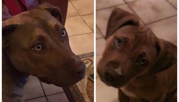 Pour qu'une enquête soit ouverte pour retrouver Maya !