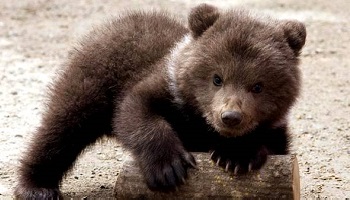 Pour que des sanctions soient appliquées, suite à la mort de la petite oursonne Auberta !