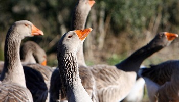 Non à l'importation de foie gras en Suisse !