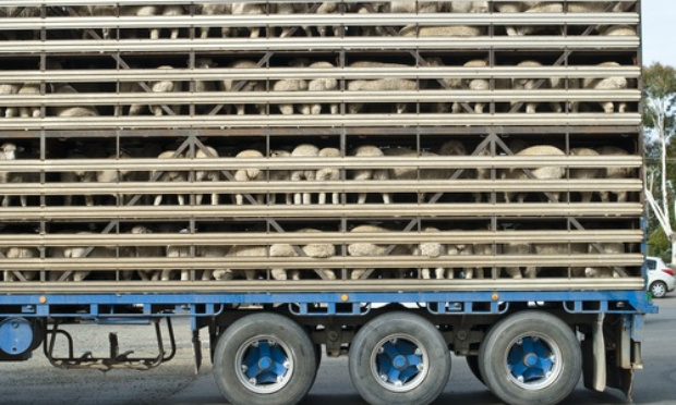 Interdiction de transporter des animaux vivants à plus de 100km de leur lieu d’origine, maltraitance inadmissible pour ces pauvres bêtes innocentes