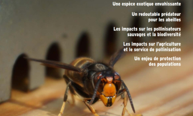 Pour la mise en place d'un plan de lutte contre le FRELON ASIATIQUE