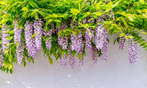 Une glycine centenaire abattue par la mairie de Paris