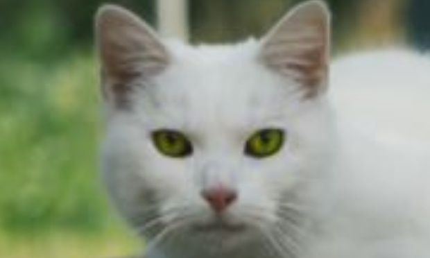 Aidez nous à sauver le chat feu vert