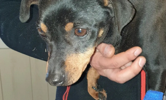 Justice exemplaire pour Tyler, chiot aspergé d'essence et brûlé au Teil (Ardèche)