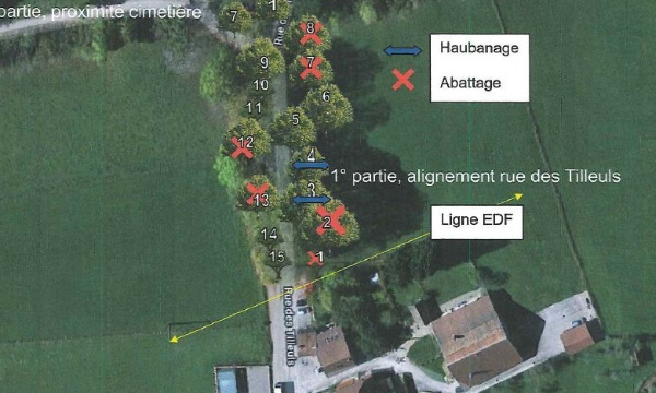 NE LAISSONS PAS ABATTRE L'ALLEE DES TILLEULS BICENTENAIRES!