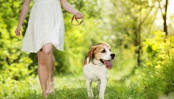 Halte aux chiens sans laisse !