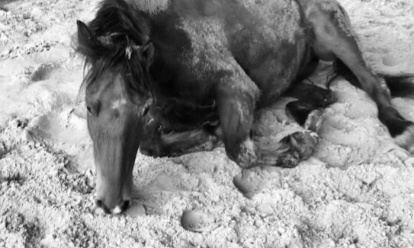 Aide moi à sauver Elboy de l’abattoir