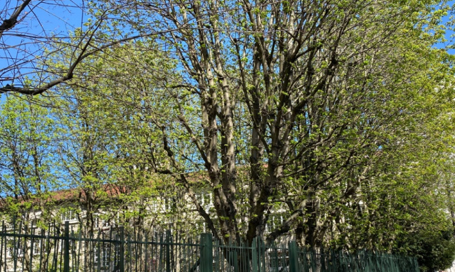Mme Hidalgo, stoppez l'abattage de 10 marronniers centenaires dans le 19 ème