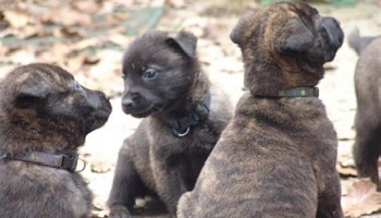 Non à la consanguinité dans les élevages canins !