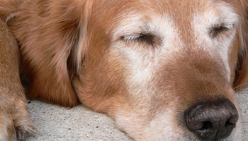 Offrons une retraite digne aux chiens et chats âgés!