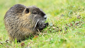 Laissez Pépita au Parc Peixotto !