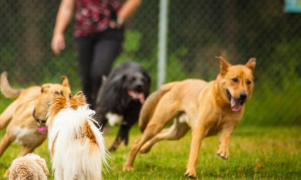 Parc canin pour tous à Marolles en brie