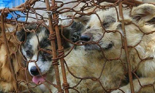 Pour la fin de ce festival barbare qui massacre des milliers de chiens chaque année