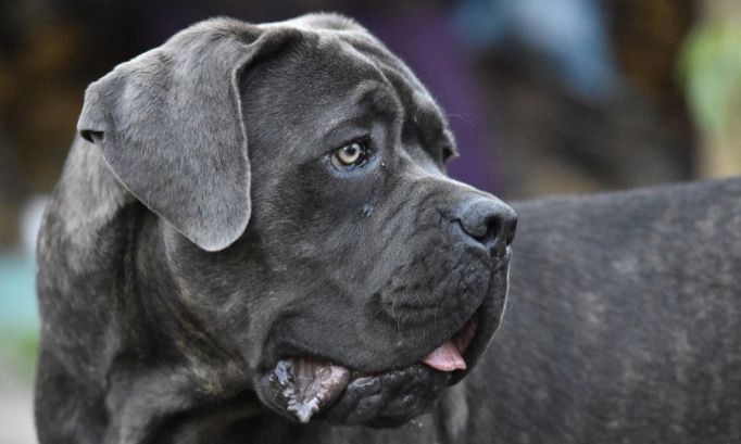 Stop à l'injustice, OUI au droit à la vie des chiens !