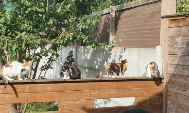 Aidez-nous à stériliser les chats sur Lys-Lez-Lannoy !