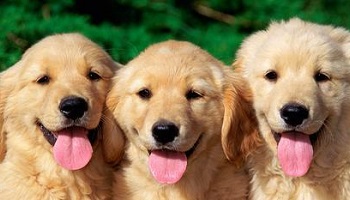 Les animaux ont des droits !