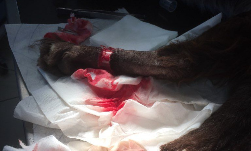 Chien abandonné entravé