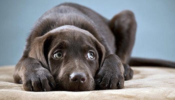 Pour la protection animale !