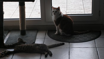 Empoisonnement de chats dans un quartier : ces agissements doivent cesser à Pavilly !