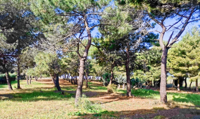 Modification de l'urbanisation de la Garenque, qui détruit des pinèdes.