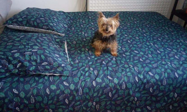 VOISIN DANGEREUX AINSI QUE SES CHIENS