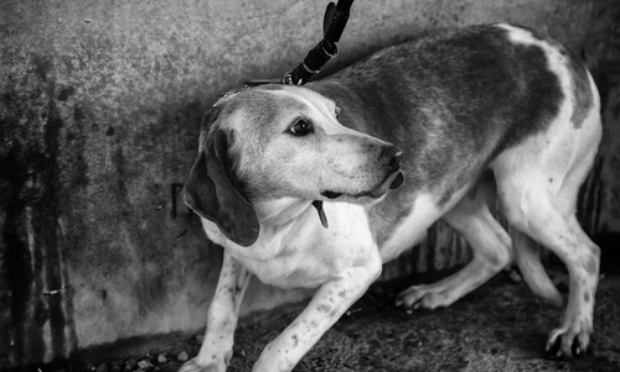 Stop au projet SNCF RESEAU Vénissieux Saint-Priest. Halte aux nuisances contre toutous et riverains !