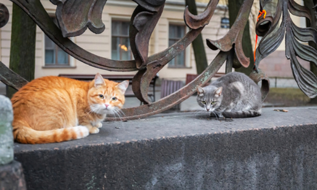 Stérilisation des chats libres de Gannat 03