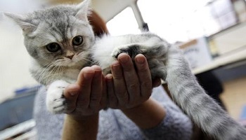 Pour une stérilisation et un puçage obligatoires !