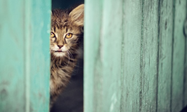 Pour la libération d'un chat enfermé dans un hangar !