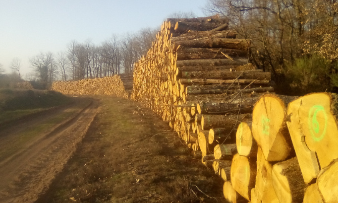 Stoppons la coupe des arbres du bois de l'aiguillon près de Feusines, dans l'Indre