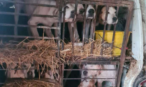 ONZE CHIENS STOCKÉS DANS DEUX CARCASSES DE VOITURES