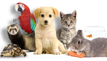 Stop à la barbarie envers les animaux