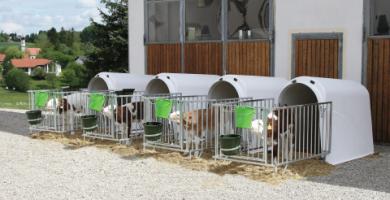 Interdisons les igloos à veaux pour qu'ils restent auprès de leur mère